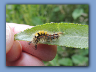 Caterpillar of Vapourer moth Hetton Park. 4th July 2024.jpg